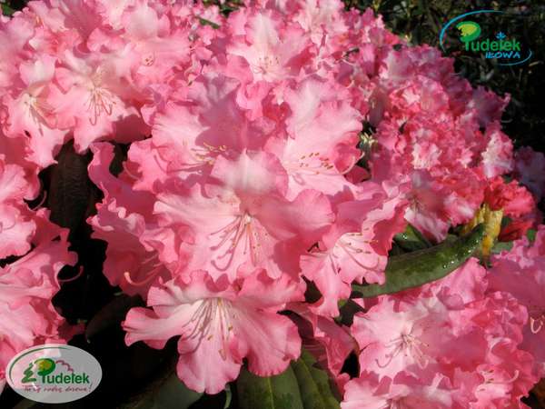 Rhododendron Emanuela